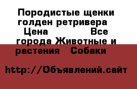Породистые щенки голден ретривера › Цена ­ 25 000 - Все города Животные и растения » Собаки   